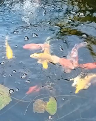 Carpe koi