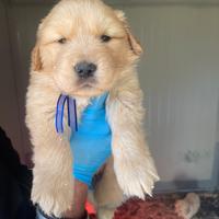 Golden Retriever con pedigree