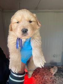 Golden Retriever con pedigree