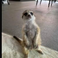 Suricato cucciolo