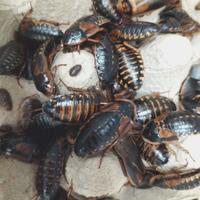 Blatte Dubia Sub-Adulte