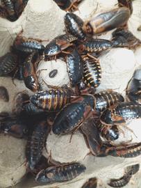 Blatte Dubia Sub-Adulte