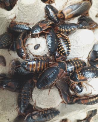 Blatte Dubia Sub-Adulte