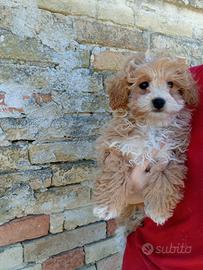 Maltipoo
