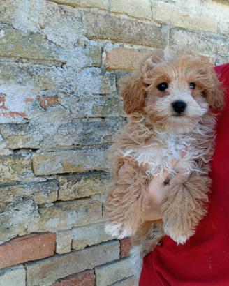Maltipoo