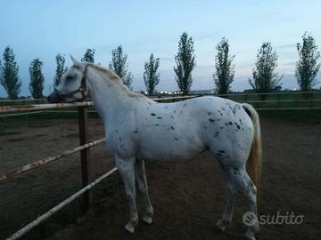 Femmina appalosa