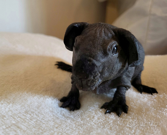 Cavia skinny cucciolo con pedigree