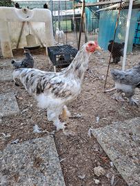 Galline ornamentali