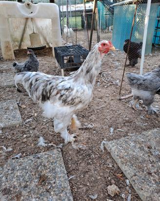 Galline ornamentali