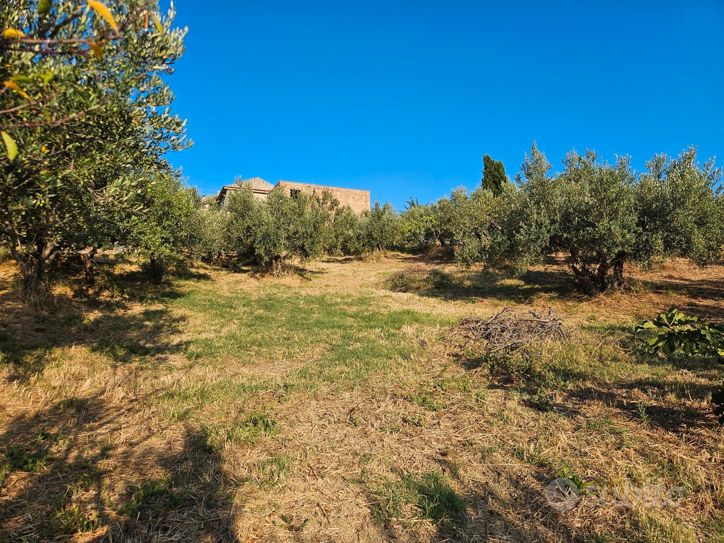 Terreno edificabile con uliveto e vista panoramica - Vista 4