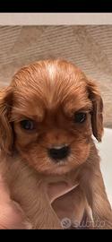 Cavalier King