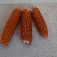 Mais Marano vicentino