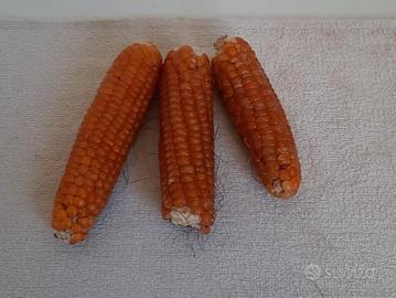 Mais Marano vicentino