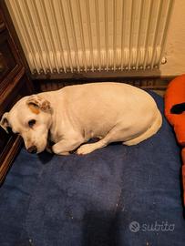 Cane di nome Neve