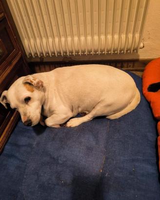 Cane di nome Neve