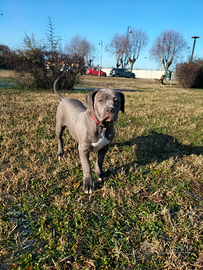 Cuccioli american bully xl