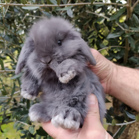 Cuccioli conigli ariete nani