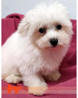 Cuccioli di BOLOGNESE