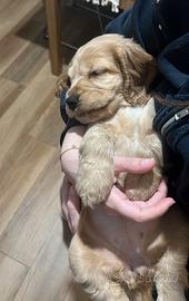 Cuccioli cocker spaniel