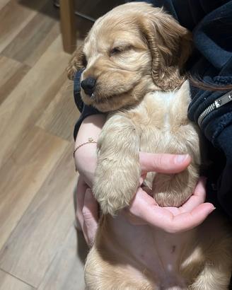 Cuccioli cocker spaniel