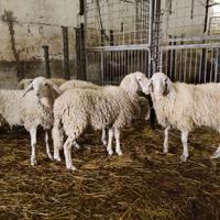 Giovani arieti montoni riproduzione ARR ARR
