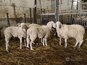 Giovani arieti montoni riproduzione ARR ARR