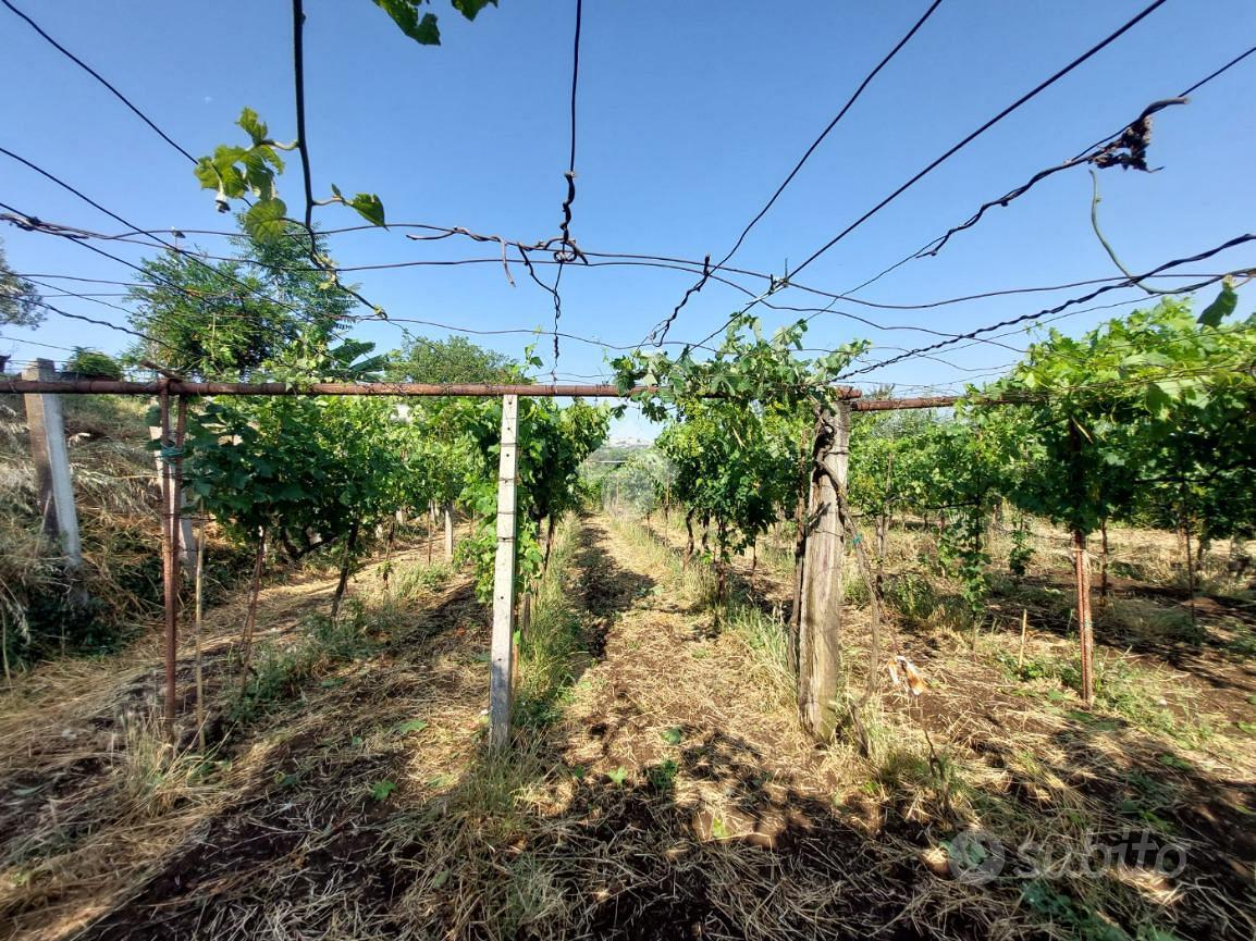 TER. AGRICOLO A SAN CESAREO - Vista 3