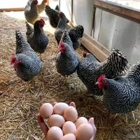 Ovaiole barred rock allevati a terra