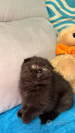 Femmina scottish fold chocolate