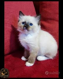 Ragdoll con pedegree cuccioli