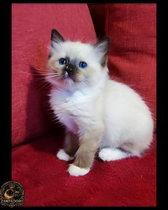Ragdoll con pedegree cuccioli