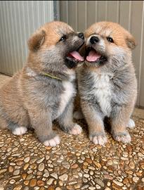 Cuccioli Akita Inu