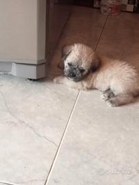 Cucciola taglia piccola MALTIPUG