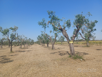 Oliveto in produzione