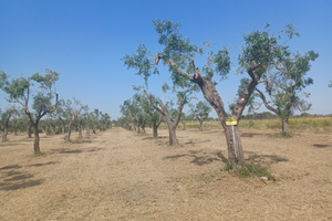 Oliveto in produzione