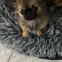 Dolcissima chihuahua femmina con pedigree