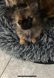 Dolcissima chihuahua femmina con pedigree