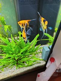 Scalari Koi "Red Devil"