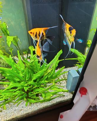 Scalari Koi "Red Devil"