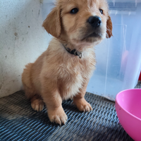 Ultimo cucciolo di Golden retriever