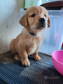 Ultimo cucciolo di Golden retriever