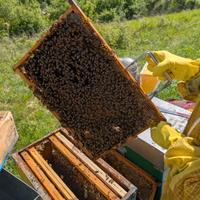 Sciami d'Api Disponibili