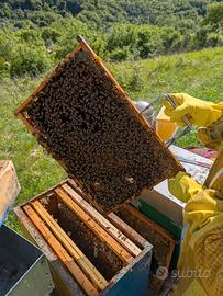 Sciami d'Api Disponibili