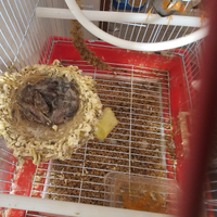 Diamantino mandarino bengalino