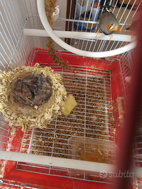 Diamantino mandarino bengalino