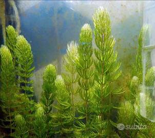 Cerathophillium demersum