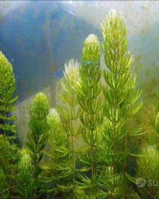 Cerathophillium demersum