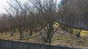 terreno-agricolo-con-accesso-carraio