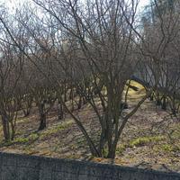Terreno agricolo con accesso carraio