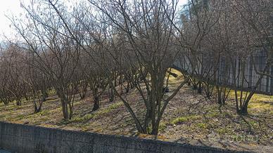 Terreno agricolo con accesso carraio